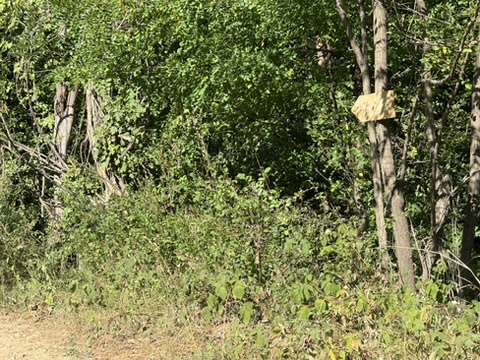 Жълта маркировка на дърво в гъста зеленина